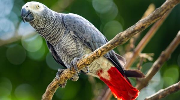 bancul zilei prietenul din studen ie