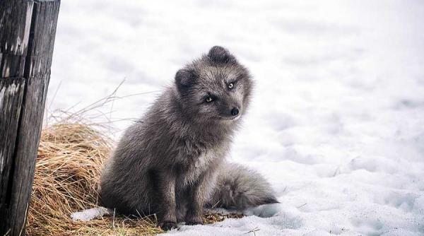 fermele de blana interzise in norvegia