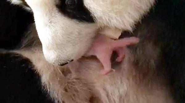 baby panda eveniment la zoo malaezia