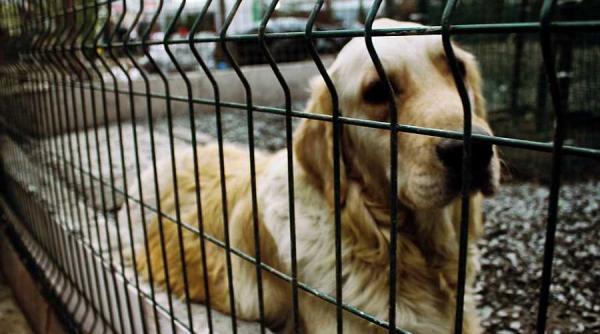 vaccinarea cainilor fara stapan la curtea constitutionala