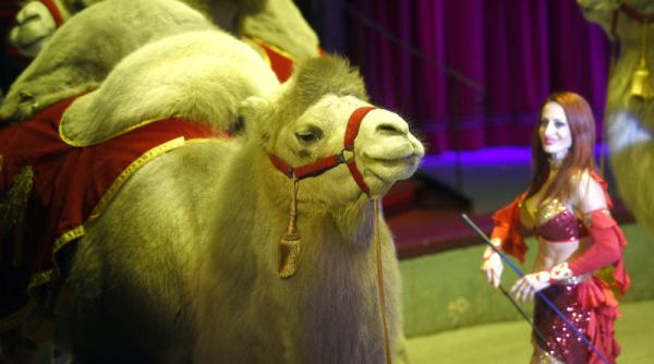 camile botoxate eliminate dintr un concurs de frumuse e