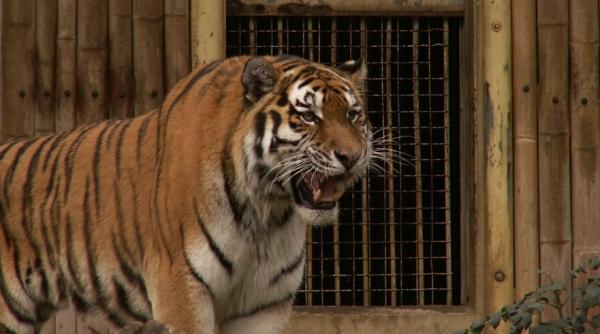 circul bucure ti sanc ionat din cauza animalelor care nu au fost relocate