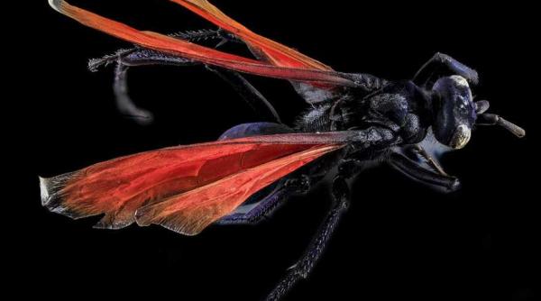 o noua specie de musca a fost numita dupa arnold schwarzenegger