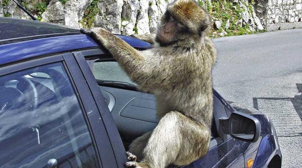 paris orasul maimutelor zeci de primate au evadat pe strazi