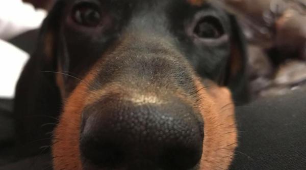 la ce varsta ar fi bine sa ii darui i copilului un caine harbuz nu recomand video