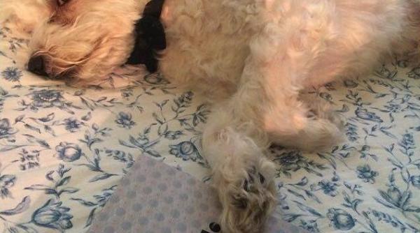 obezitate i diabet la caini gre eala facuta de proprietari ce spune harbuz medic veterinar