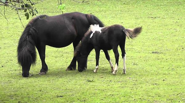 romania cai export liviu harbuz informa ii ne tiute unde au disparut caii romaniei