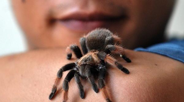 paianjen cu coada cercetatorii descoperire dupa milioane de ani