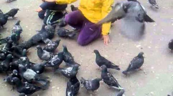 bancul zilei porumbeii i politicienii