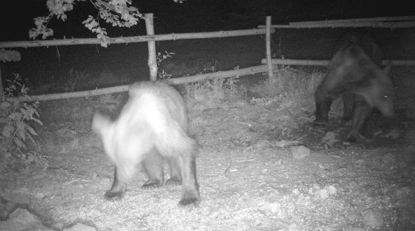 tanar atacat de urs primul caz anul acesta