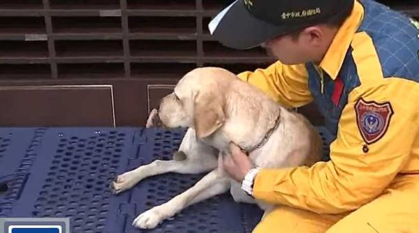 caine erou in taiwan video  a gasit doi supravietuitori ai cutremurului