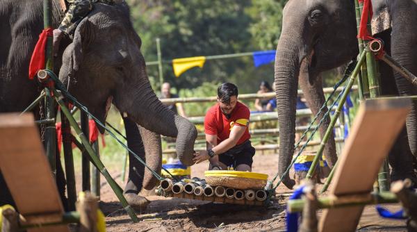 asia express 12 februarie premiera spalat de elefan i i tatuaje permanente printre probe