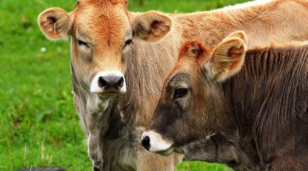 cre terere cu 8prc in produc ia de produse lactate