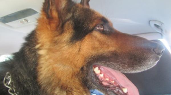 caine inscris in spd al doilea partid al germaniei situa ie hilara