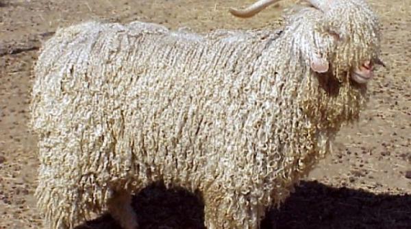 romani aresta i la berlin dupa ce au tran at o capra la zoo