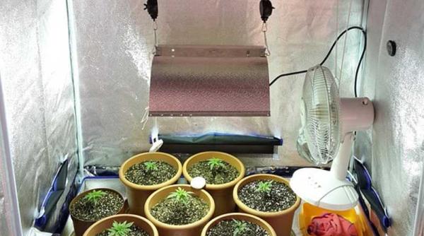cultura indoor de cannabis descoperita in teleorman
