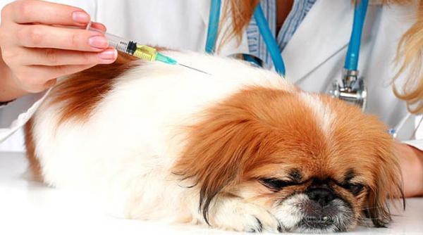 klaus iohannis retrimite la parlament legea referitoare la exercitarea profesiei de medic veterinar