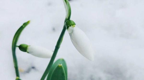 anm prognoza meteo bucure ti temperaturi de 15 grade