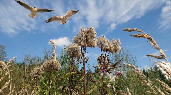 plati compensatorii pentru protejarea unor specii de pasari