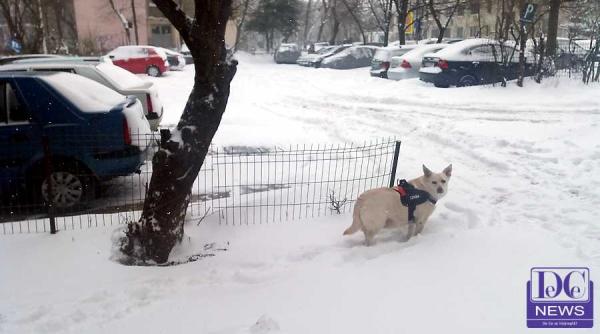 anm prognoza meteo joi vineri sambata duminica 1 4 martie