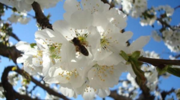 prognoza meteo vreme bucure ti temperaturile cresc brusc de cand se incalze te