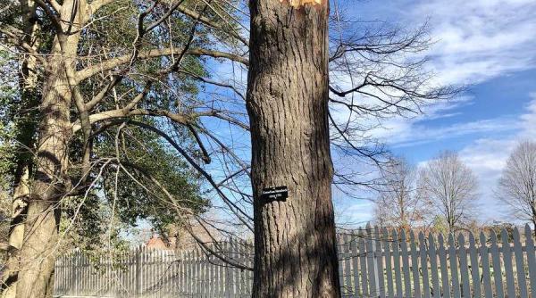 copacul multisecular plantat de george washington doborat