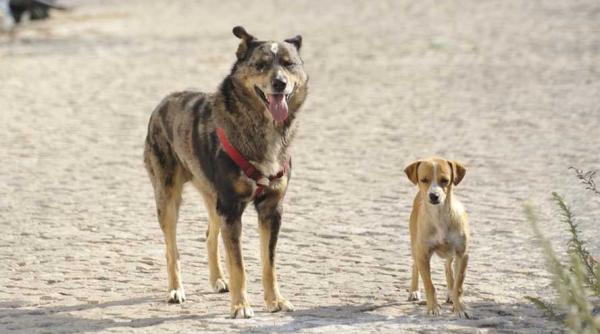 ccr motivare oug 155 2001 riscul care trebuie evitat