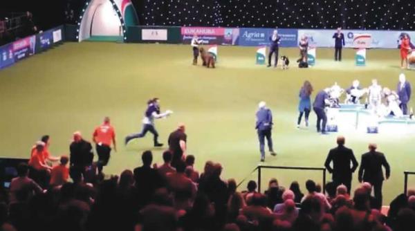 peta protest la crufts concursul canin din marea britanie