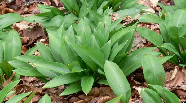 leurda beneficii miraculoase remediul natural al primaverii