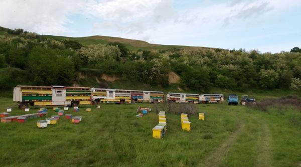 anm cod galben ninsoare prahoveanu despre albine nu ne am mai confruntat cu a a ceva