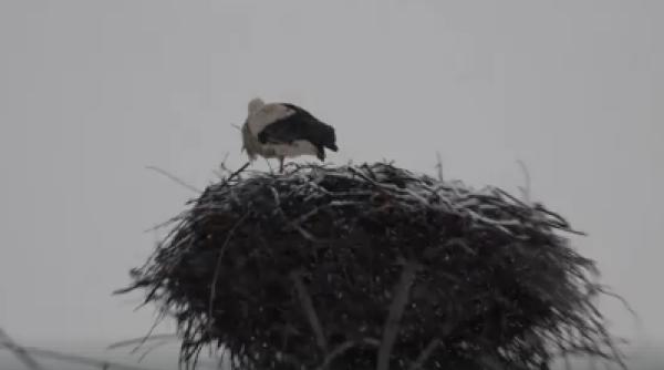 berzele prea devreme in romania ninsoarea le distruge video