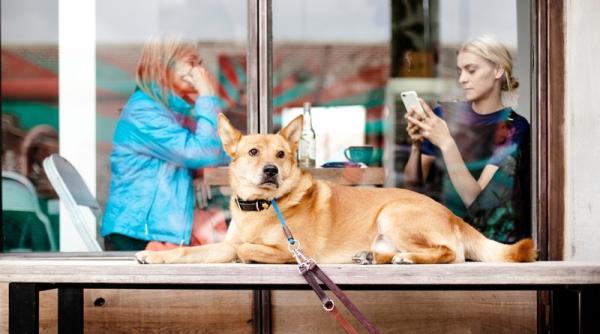 orasul in care cainii isi pot insoti stapanii in sala de cinema