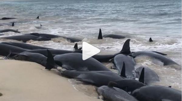 balene e uate in australia 135 au murit video