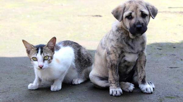 proiect asteptat sterilizare gratuita a cainilor si pisicilor