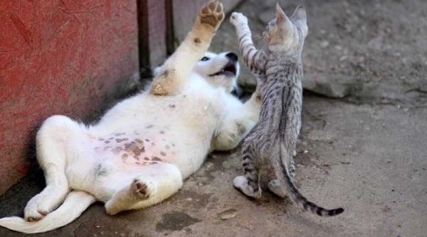 sterilizare gratuita caini si pisici fara pedigree hotarare cgmb