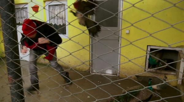 dan helciug situa ie imprevizibila a sarit efectiv pe mine