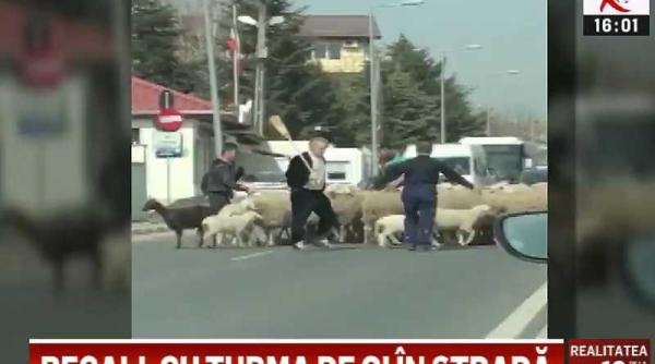 gigi becali prins cu oile pe strada