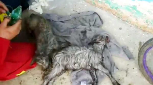 video emotionant salvare iezi