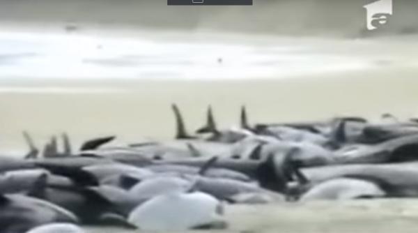 zeci de balene e uate