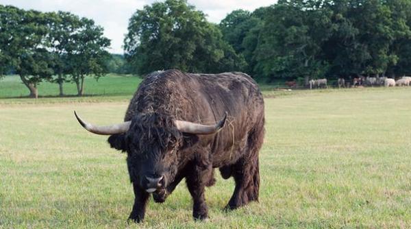 bancul zilei inspec ie in moldova