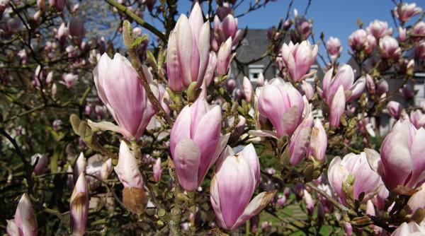 anm prognoza meteo unde se vor inregistra temperaturi scazute