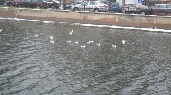 belgia pilule contraceptive pentru pescaru i autorita ile se plang ca pasarile distrug ora ul