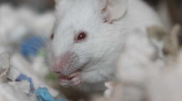 scuze penibile droguri mancate de soareci politisti arestati