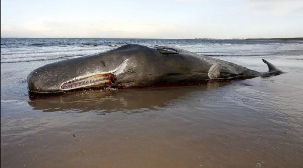 balena moarta dupa ce a inghi it 29 kg de materiale plastice