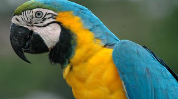 bancul zilei papagalul i vasile