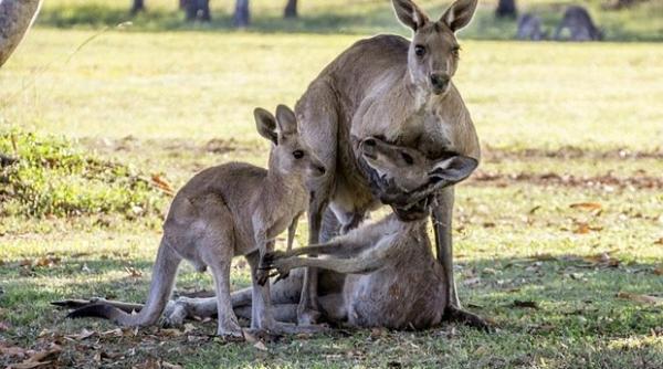 cangur ucis cu pietre la zoo vizitatorii voiau sa l faca sa sara