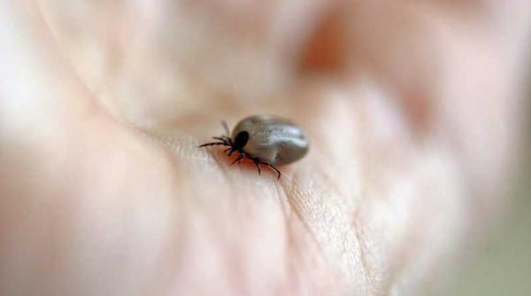 invazie de capuse persoane intepate de insectele agresive