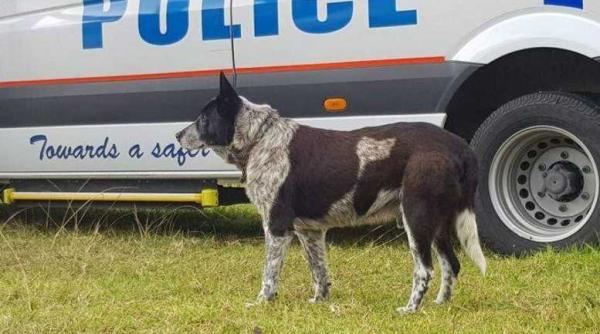 un caine care a salvat viata unei fetite pierdute in savana australiana  facut caine politist onorific