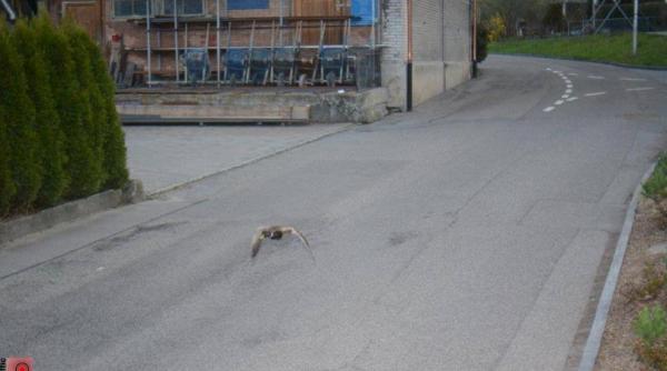 foto camera radar vitezoman inedit in elvetia