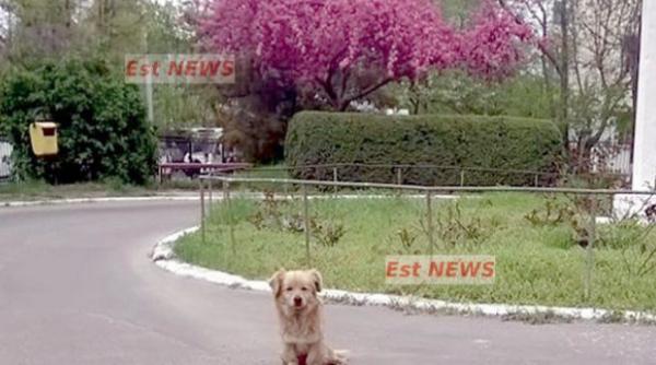 un caine i i a teapta de patru luni stapanul care a murit in spital